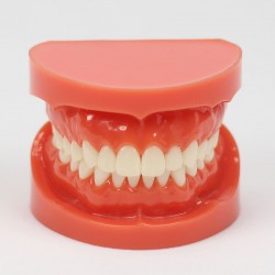 Tandheelkundige leerstudie Volwassen standaard Typodont-demonstratiemodel 1: 1